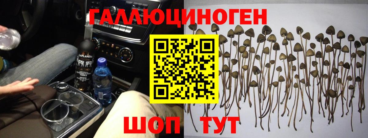 купить   Галлюциногенные грибы прущие грибы  Вход с VPN  Благодарный 